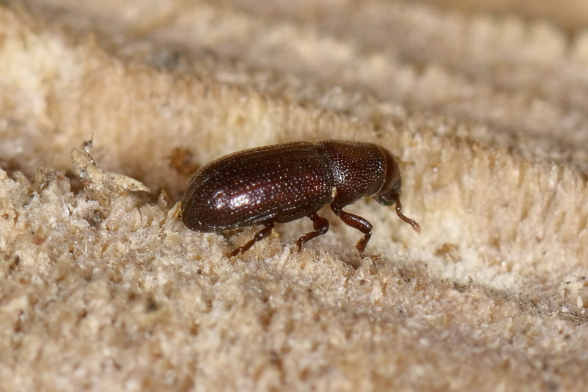 Rhyncolus punctatulus - Curculionidae
